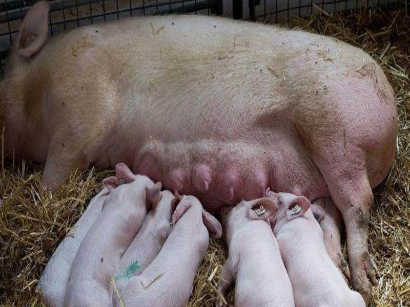 你了解哺乳期母猪一天的生活状态吗？
