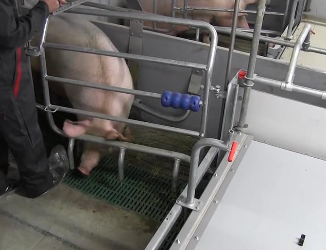可调节式母猪福利产床全面介绍