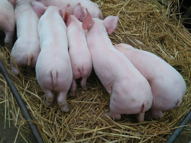 台湾养猪户创业实访，养猪大亨是如何炼成的