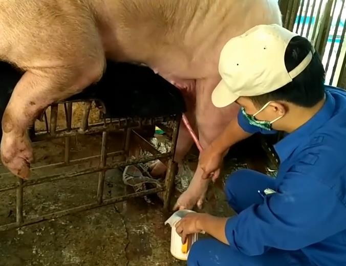 公猪采精视频，公猪站必备养猪技术