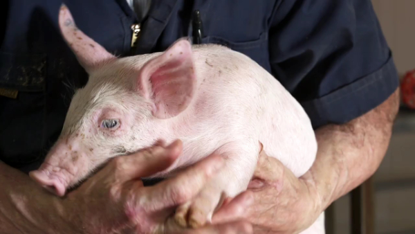 美国养猪冠军教你如何正确养猪