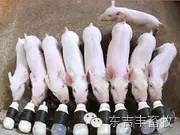 2016年第19周山东省生猪价格上涨! 新闻动态 第2张 2016年第19周山东省生猪价格上涨! 新闻动态 第2张