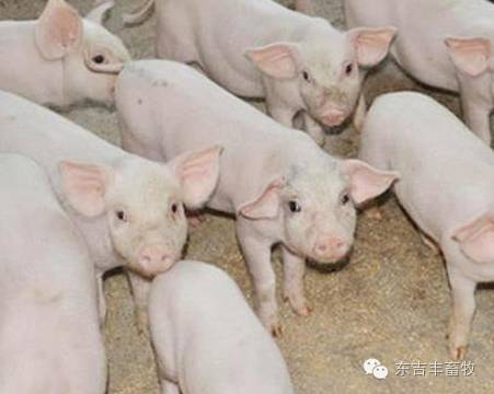 夏季养猪不赚钱?看这几点有没有做到! 养猪知识 第1张 夏季养猪不赚钱?看这几点有没有做到! 养猪知识 第1张
