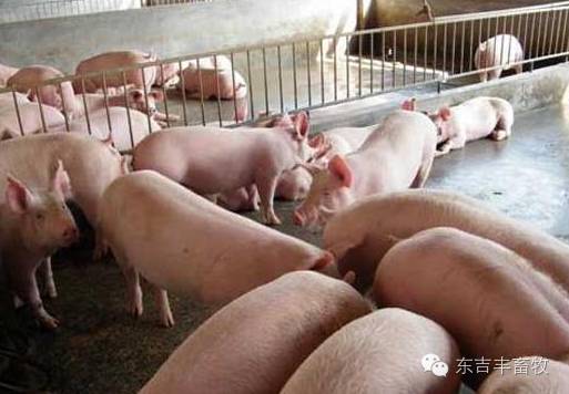 夏季养猪不赚钱?看这几点有没有做到! 养猪知识 第2张 夏季养猪不赚钱?看这几点有没有做到! 养猪知识 第2张