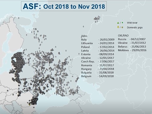 非洲猪瘟在欧洲大规模爆发，越来越多的国家受到波及