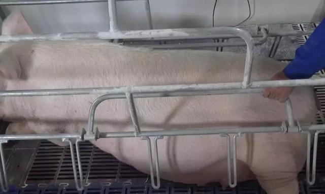 产床防压杆——帮你减少产房仔猪压死的利器