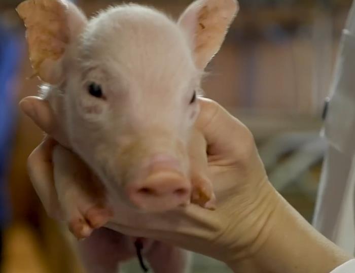 你知道丹麦现代化猪场是什么样子的吗？