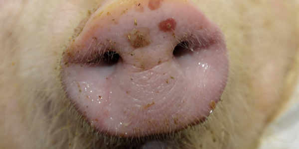 Pig-snout-with-FMD-sores-600px.jpg