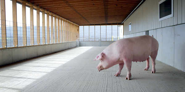 humane-pig-farming-porch.jpg