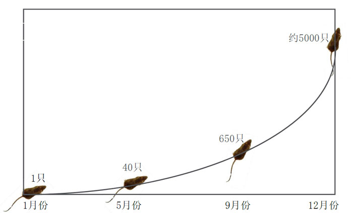 老鼠繁殖力图.jpg