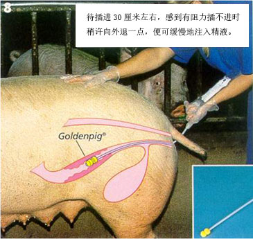母猪人工配种步骤图片