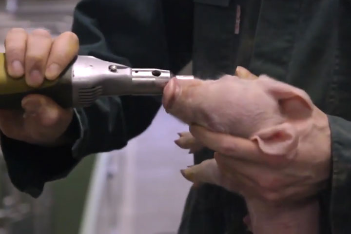荷兰进口仔猪电动磨牙器使用视频