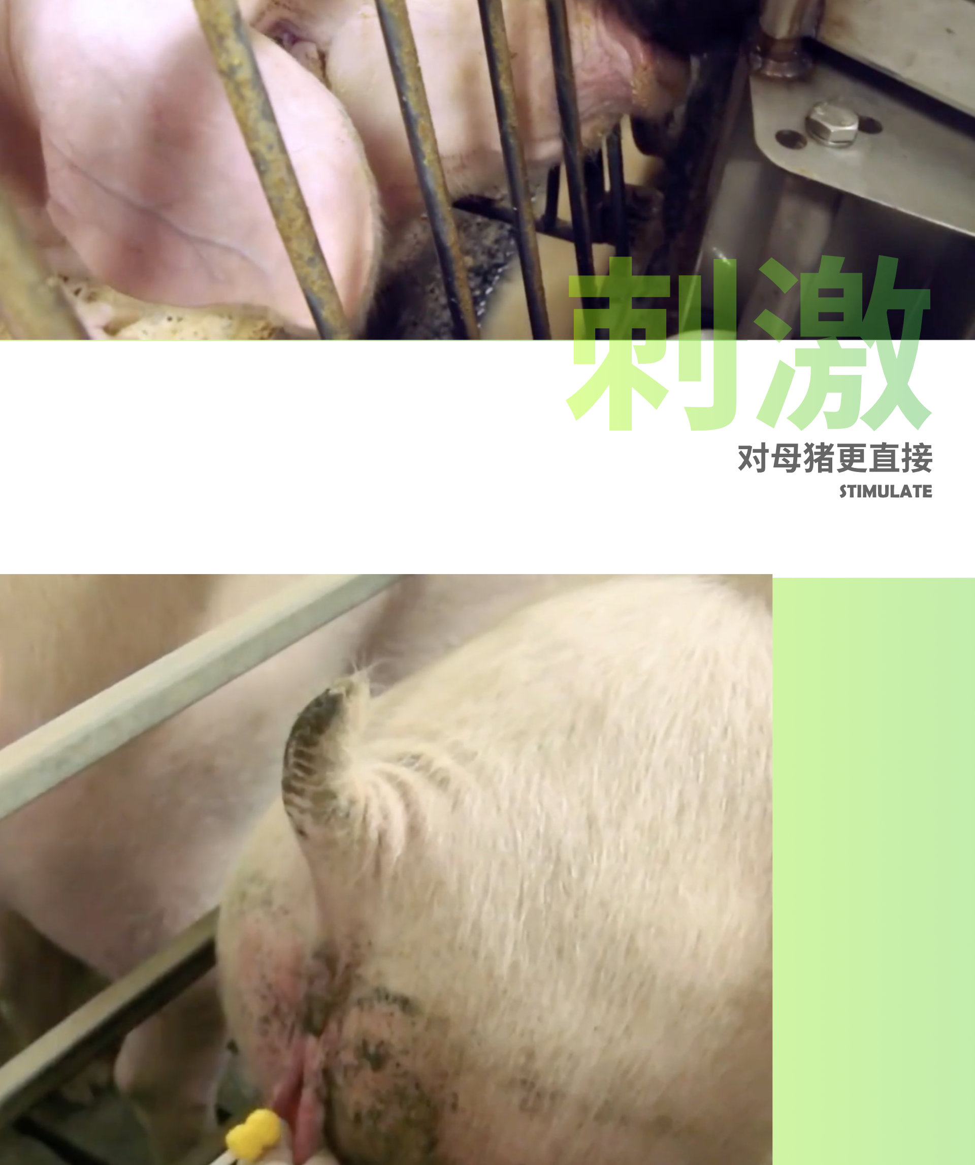 猪巴巴 公猪查情车 怀孕舍 配种舍 母猪舍 公猪舍 怀孕检查 第18张 猪巴巴 公猪查情车 怀孕舍 配种舍 母猪舍 公猪舍 怀孕检查 第18张