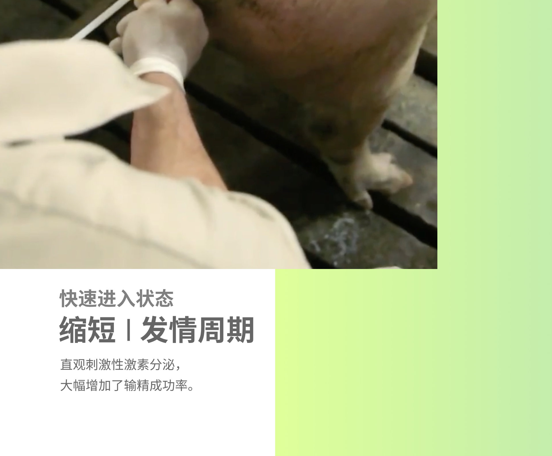猪巴巴 公猪查情车 怀孕舍 配种舍 母猪舍 公猪舍 怀孕检查 第19张 猪巴巴 公猪查情车 怀孕舍 配种舍 母猪舍 公猪舍 怀孕检查 第19张